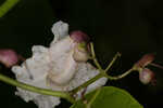 Southern catalpa